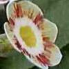 Auricula Saye and Sele - Abriachan Nurseries